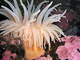 The Anemone And Anemone Flower The Bouquets Of The Ocean