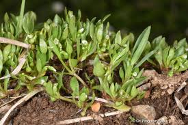 Image result for Montia