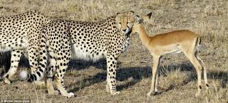 Animals Wonders Amazingly Unbelievable Moment Of Wildlife Animals Wild Animals Friendship Wild Cats Someone may think that life in captivity for these animals is a bad thing, but it depends on the cases. animals wild animals friendship