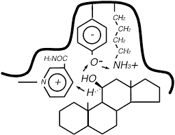 Proposed Catalytic Mechanism For Both Isozymes Of 11 Hsd The Amino Download Scientific Diagram