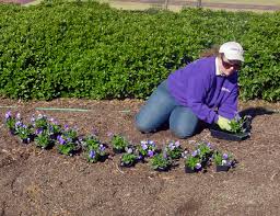 Maybe you would like to learn more about one of these? Pro Planting Story News Events College Of Agricultural Environmental Sciences