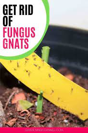 Soil that is prone to fungus gnats. How To Get Rid Of Fungus Gnats Gardening Channel