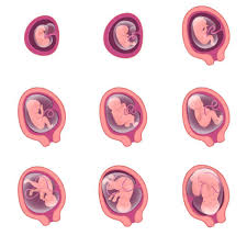 Utero Anatomia Funcao Partes E Curiosidades Brasil Escola