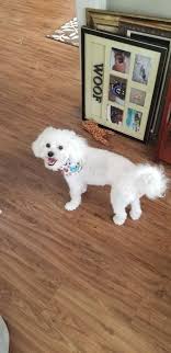 Maybe you would like to learn more about one of these? At Home Pet Grooming Services Llc Gift Card Tampa Fl Giftly
