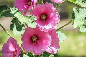 If you like our content. Pink Hollyhocks By Lorraine Baum In 2021 Hollyhocks Flowers Beautiful Flowers Beautiful Pink Flowers