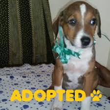 Powered by the pet lovers at. In Defense Of Animals India Animal Rights Organization India