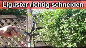 Ob mit handheckenscheren oder bei längeren hecken. Ligusterhecke Schneiden Video Anleitung Liguster Zuruckschneiden Ab Wann Wie Oft Youtube