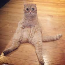A collection of videos and pictures from the cats of austin cat sitters as well as some of our best cat follow us on instagram @austincatsitters. Shrampton Has Laziest Cattitude On Instagram Daily Mail Online