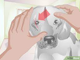 You may also be given lubricating eye drops to make you more comfortable. How To Treat Scratches On Your Dog S Eye 9 Steps With Pictures