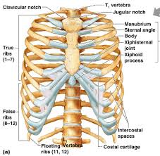 The heart and lungs are fully enclosed within the rib cage. Name Organs That Are Protected By The Rib Cage