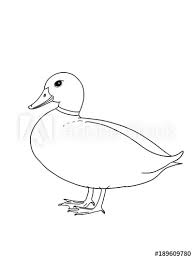 It is relatively large compared to the. Realistic Duck Illustration Drawing Stock Illustration Adobe Stock