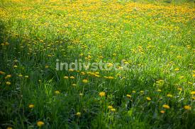 Maybe you would like to learn more about one of these? Lots Of Yellow Dandelions Flowers In The Field Summer Flowers Grow From Green Grass Indivstock