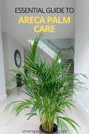 Areca Palm Care How To Grow Dypsis Lutescens Smart Garden Guide Areca Palm Care Areca Palm Areca Palm Plant