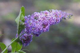 Image result for Maerua triphylla