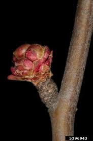 Image result for Chaenomeles japonica