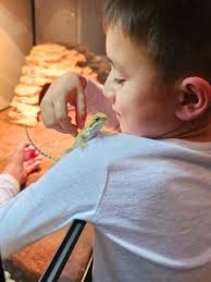 this is Cello my daughters Lizard he is a uromastyk similar to bearded  dragons but smaller. .he loves to eat hibiscus