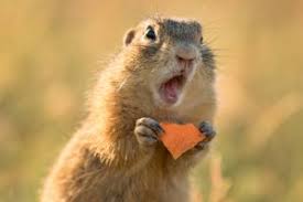 Check spelling or type a new query. Puedo Tener Una Ardilla Como Mascota Mis Animales