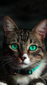 Mobile Cat Wallpapers Android Iphone Smartphone Hd Wallpapers Purrfect Love In 2020 Cat Wallpaper Cute Cats Beautiful Cat