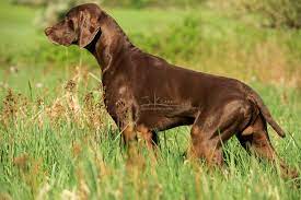 Dk Deutsch Kurzhaar German Shorthaired Pointer Vorstehhund Jagdhund Jagdhundefotos Jagdhundefotografie Juliakauer J Jagdhunde Deutsch Kurzhaar Jagdhund