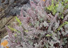 Image result for Chenolea diffusa