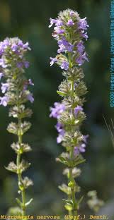 Image result for Micromeria