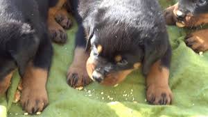Rottweiler Puppies 50 Days Old Eat Baby Cookies