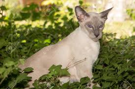 Most of our kittens are seal point, but we have an occasional blue. Oriental Blue Point Siamese Kitten Playing In House Home Garden Stock Photo Picture And Royalty Free Image Image 84063101