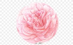 Add some bright colors to your summer porch with this lovely peony and cabbage roses print pillow cover. Garden Roses Cabbage Rose Peony Cut Flowers Petal Png 512x512px Garden Roses Cabbage Rose Camellia Cut