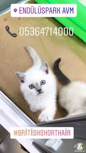 satilik british shorthair panosundaki pin