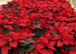 A rash is a change of the human skin which affects its color, appearance, or texture. Poinsettia Home Garden Information Center