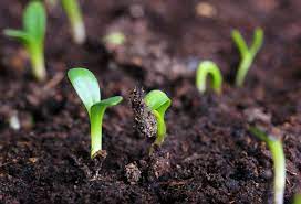 Stop growing when hot weather shows up. When To Transplant Seedlings From Seed Tray Greenhouse Today