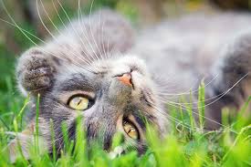 Mit der zwölften lebenswoche beginnt eine intensive gewichtszunahme. Katzenentwicklung Wann Sind Katzen Ausgewachsen Bozita