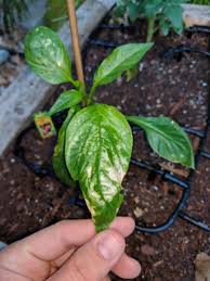 Thin, small leaves, purple stems, purple flowers. Pepper Tomato Leaves Turning White Gardening Forums