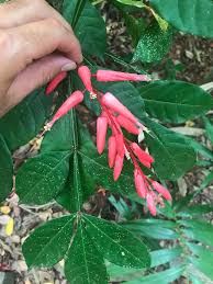 Image result for Quassia undulata