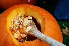 Saving Pumpkin Seeds Is Easy Planting Pumpkin Seeds From Pumpkins You Have Enjoyed Also Ensures That Planting Pumpkin Seeds Planting Pumpkins Growing Pumpkins