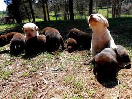 From our home to yours. Beautiful Akc Labrador Retriever Puppies Reduced Price For Sale In Farmville Virginia Classified Americanlisted Com