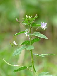 Image result for Cleome rubella