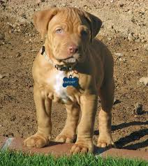 Pin On Adorable Puppies