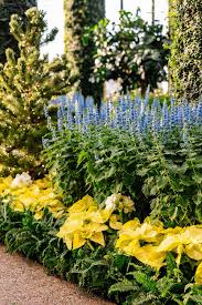 Image result for Coleus thyrsoideus