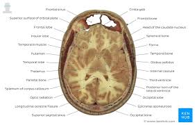 Hope you enjoy and please. Cross Sectional Anatomy Kenhub