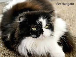 the persian cat breed what you need