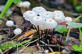 Image result for Marasmius rotula