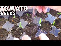 Maybe you would like to learn more about one of these? Germinating Tomatoes From Seed Sprouting Planting Tomato Seeds Peppers Under Lights Youtube