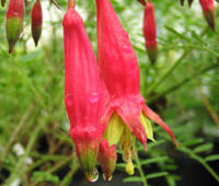 Image result for Fuchsia splendens