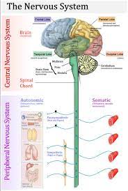 The Nervous System Mr Mcnabb