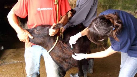 Prefeitura disponibiliza veterinário para vacinar bezerras contra a brucelose bovina – Prefeitura de Caraguatatuba