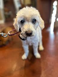 Wagtopia: Adopt Dogs, Cats, Register Pet Microchip, Geo Tags