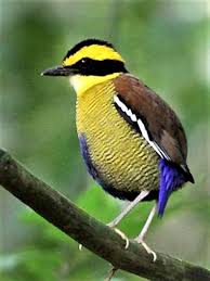 Bornean Banded Pitta Hydrornis Schwaneri Pitta Schwaneri Guzel Kuslar Hayvanlar Kus