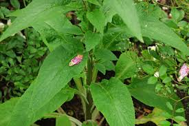 Image result for Digitalis purpurea alba/ red spots
