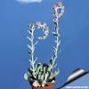 Itsgardeningtime.com sedum autumn joy is a large sedum, a succulent plant that blooms pretty pink flowers in autumn. Https Encrypted Tbn0 Gstatic Com Images Q Tbn And9gcqt9gai3akjavl97lfb9obc12w Rz2skmjd1e6knawq Wz7jaj Usqp Cau
